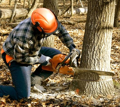 Tree Removal in Duck, WV